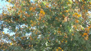 Golden yellow puffballs or beebleberries?