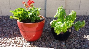 geranium basil