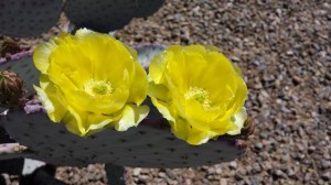 cactus flowers yellow