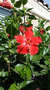 hibiscus