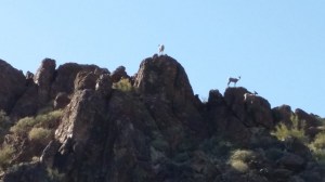 mountain goat
