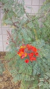 orange flower across street