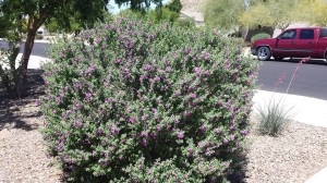 purple flower bush