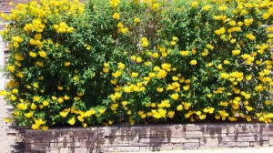 yellow bush at entrance