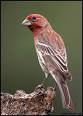 house finch