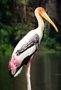 Stork