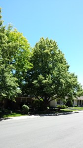 two linden trees
