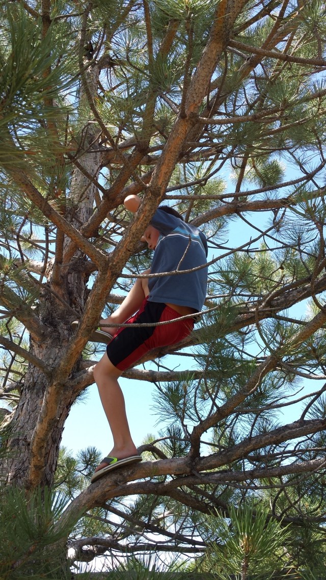 alastair in tree