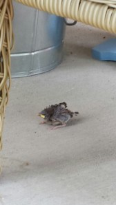 baby bird