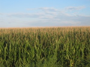 Cornfields_in_Prowers_County,_CO_IMG_5771