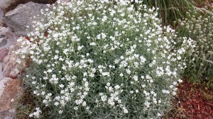 Snow in the Summer. Lovely, no?