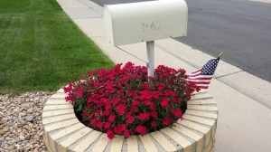 Dianthus were in full bloom early this summer.