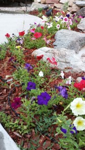 Leggy, but still pretty.