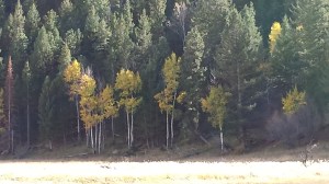 aspen stand of trees