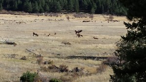 Elk herd