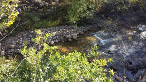 view from ponderosa balcony