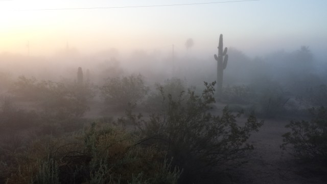 misty back yard mesa