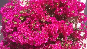 bougainvilla