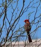 The other Arizona Cardinal.