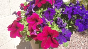 petunias