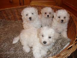 poodle pups