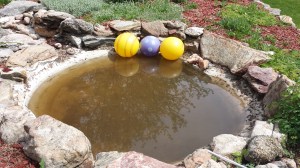 The Beverly Hillbillies version ala our own cee-ment pond.