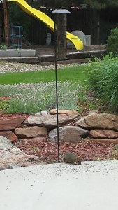 bird feeder squirrel
