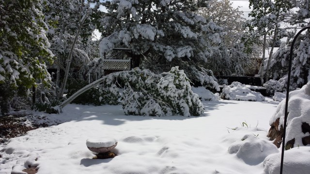 broken tree Mothers Day 2015
