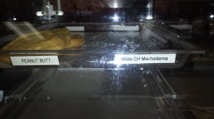 misspelled papa kelsies