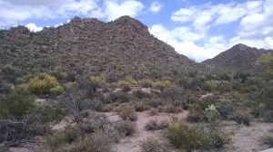 Saguaro National Park