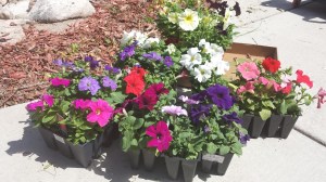 petunias preplant