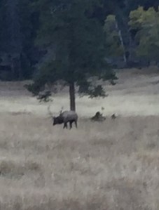 Elk bugling 2015 (2)