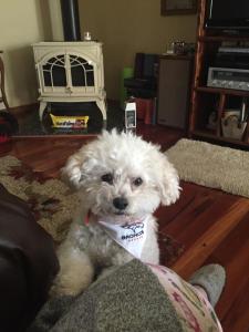 Jen's dog Tucker shows his Bronco loyalty.