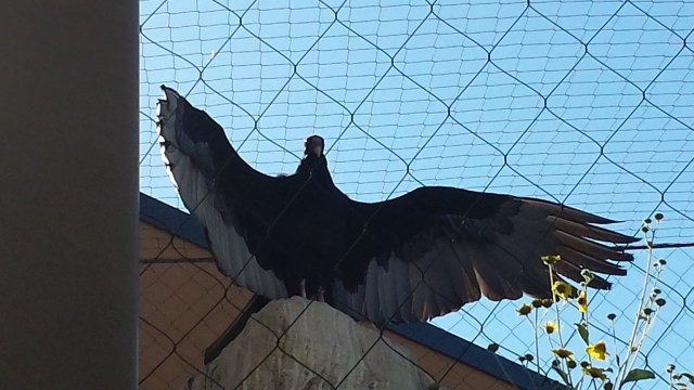 And here's what caught their eye -- a vulcher is standing as still as a statue with its wings spread wide...