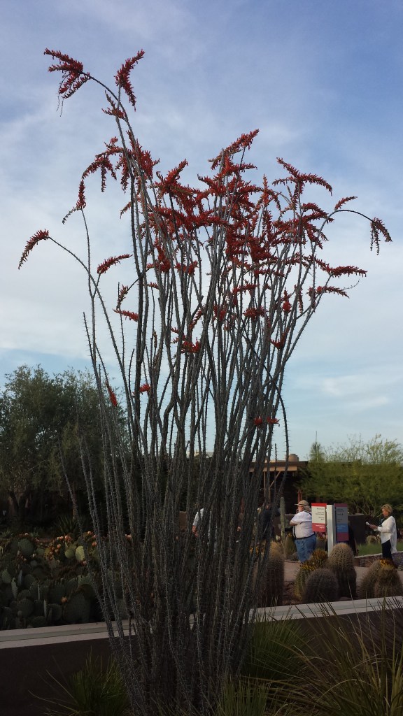 ocotillo flower