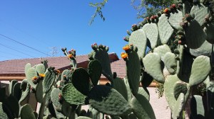 more prickly pear flowers