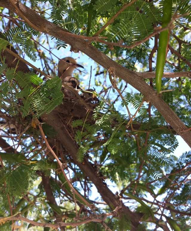 mother baby bird (2)