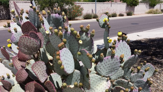 prickly pear flowers