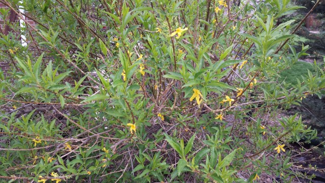 The pitiful end of my forsythia blossoms
