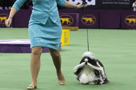 Westminster Dog Show